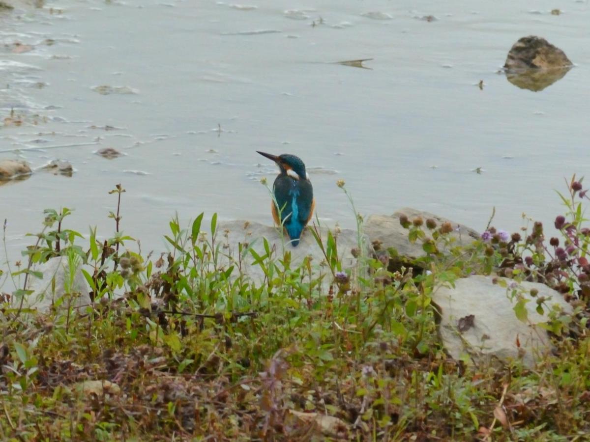 La Ravine Au Bord Du Loing Villa Montigny-sur-Loing Kültér fotó