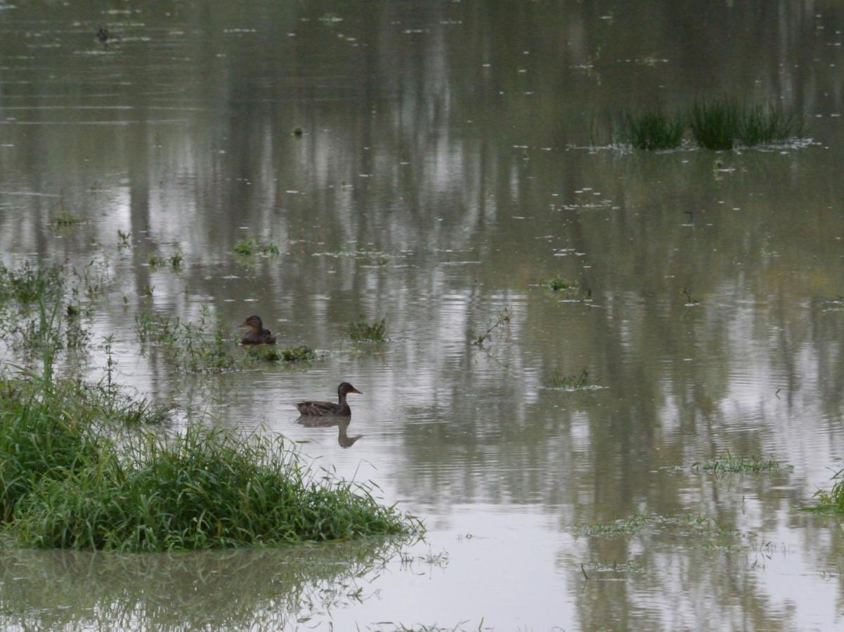 La Ravine Au Bord Du Loing Villa Montigny-sur-Loing Kültér fotó